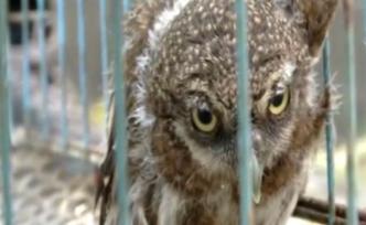 保护动物斑头鸺鹠误闯小区，市民投喂