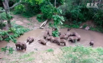 41头野生亚洲象集体现身云南西双版纳州