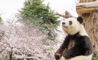 日本神户将把租借到期的大熊猫“旦旦”送还中国