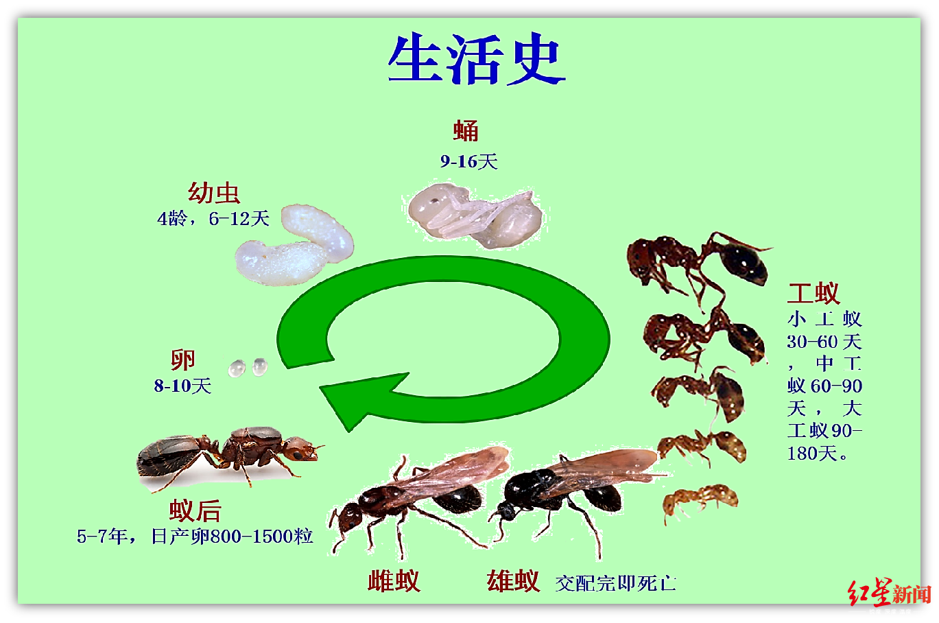攀枝花多位村民被美洲红火蚁咬伤专家它们还会破坏生态