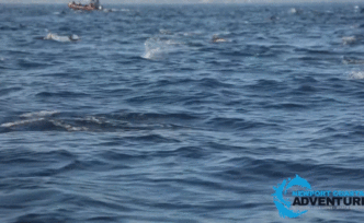 画面极度舒适！美国加州海岸上千海豚共泳