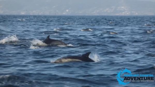 画面极度舒适！美国加州海岸上千海豚共泳
