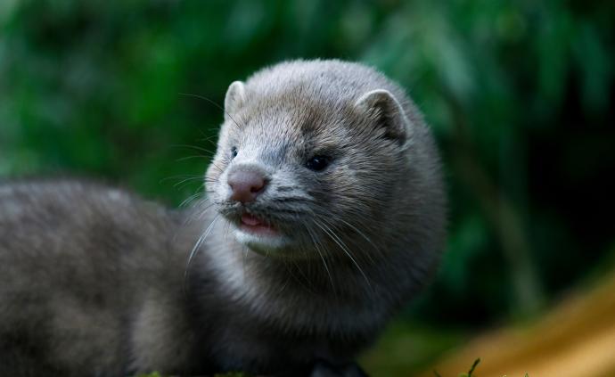 養(yǎng)貂場工人染疫，荷蘭政府：或被貂傳染