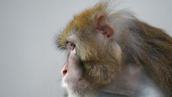 哈佛大学疫苗研究进展：猴子接种产生免疫