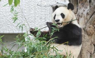 旅日大熊猫“旦旦”近日将返回中国