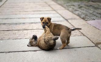 《合肥市养犬管理条例》颁布，中华田园犬已从禁养名录中删除