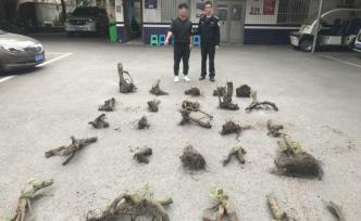 重庆两男子盗窃25株“金弹子”苗木，销赃未果被抓