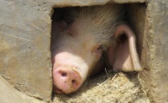 韩长赋：生猪生产目标可期，确保小康之年老百姓碗里不缺肉