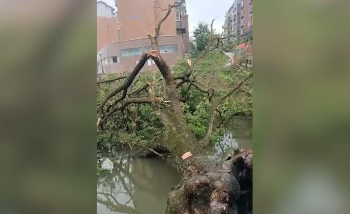 遵義一棵百年古樹起火,警方調查是否人為縱火