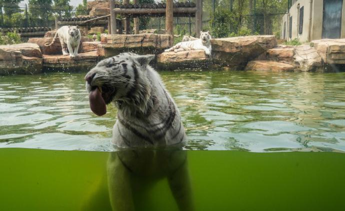 長三角新網(wǎng)紅動物園，2萬只萌物等你來“撩”