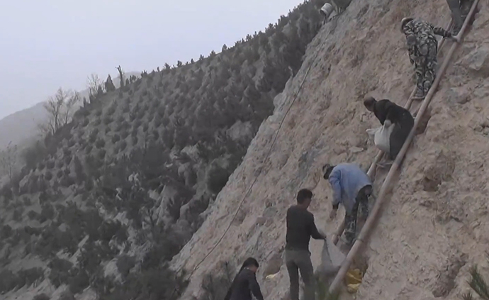 “懸崖上”種樹(shù)十年，改造廢棄礦山