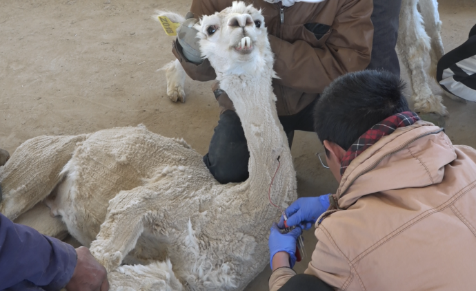 羊驼抗体可灭新冠病毒？山西两千羊驼“待命”