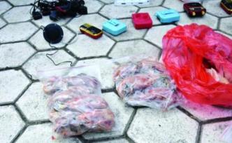 蚌埠捣毁一非法狩猎产业链：7人非法交易，10万余只鸟遭殃