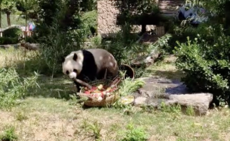 大熊猫生日吃长寿面，小朋友：比我的隆重