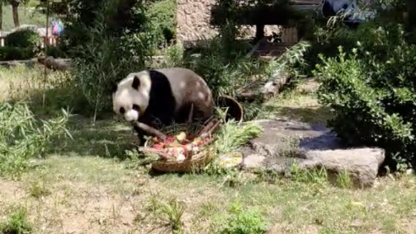 大熊猫生日吃长寿面，小朋友：比我的隆重