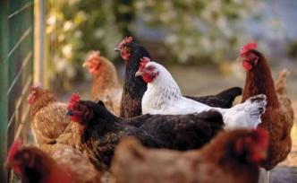 《国家畜禽遗传资源目录》公布，首次明确家养畜禽种类33种
