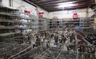 国际组织：中国“严惩非法捕杀和交易野生动物行为”令人钦佩