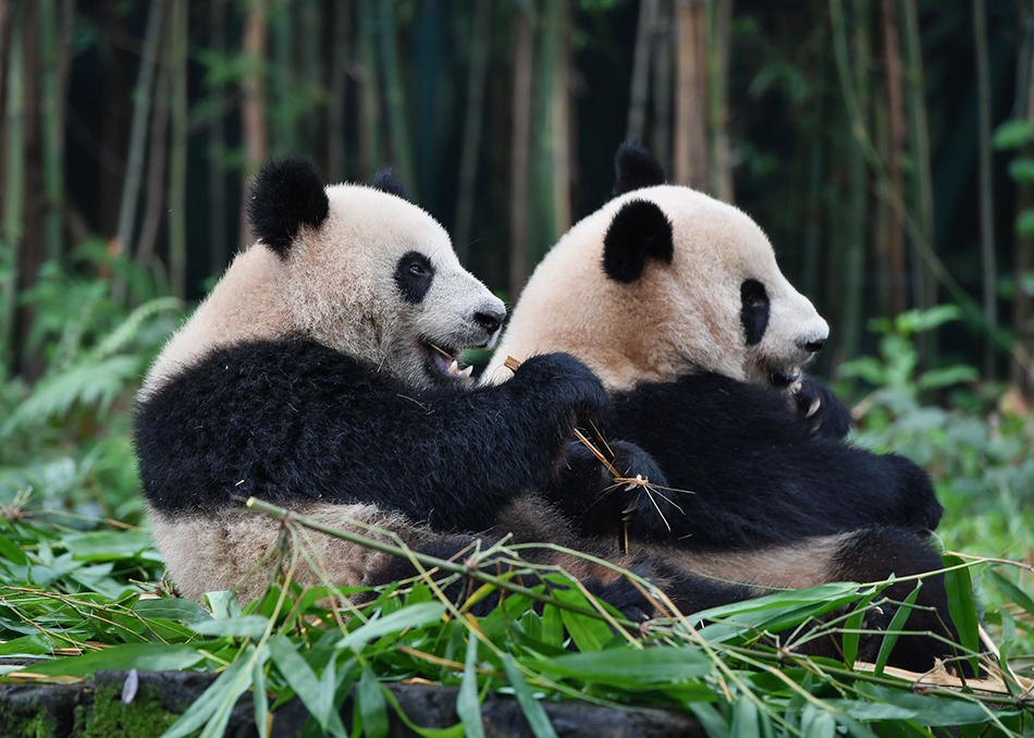 5月27日，大熊猫婷仔和隆仔在享受竹子大餐。