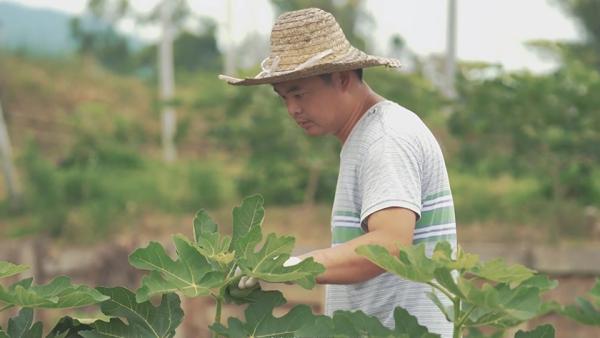 返乡的年轻人｜放弃百万年薪种无花果