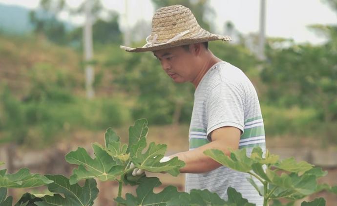 返乡的年轻人｜放弃百万年薪种无花果