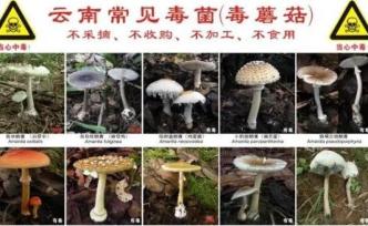 云南省卫健委发布预防野生菌中毒预警公告