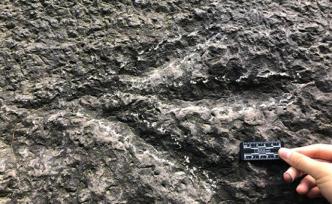 重庆发现一亿九千万年前的大型肉食恐龙足迹