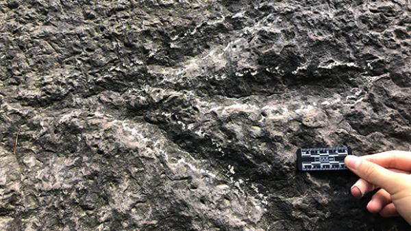 重庆发现一亿九千万年前的大型肉食恐龙足迹