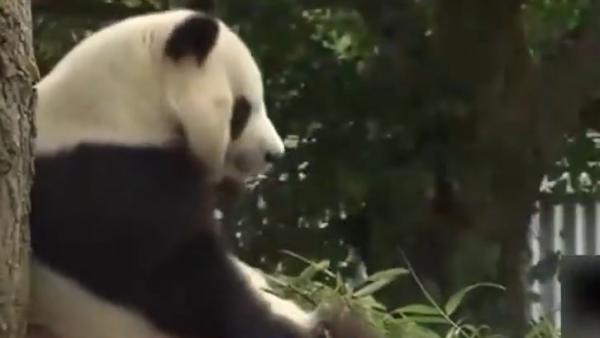 大熊猫旦旦将回国，日本市民抽签进园告别