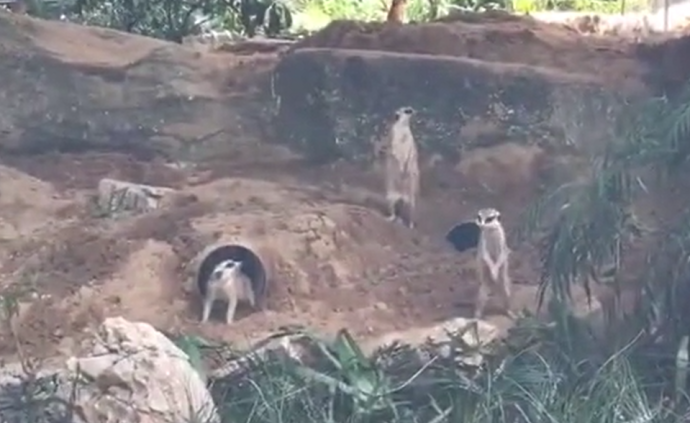 《獅子王》里的“丁滿”現(xiàn)身重慶動物園