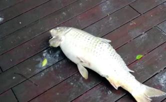 重慶莽子魚被偷后續(xù)，市民送來三莽四莽