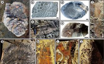 中科院地质古生物研究所：中国最古老森林距今约3.71亿年