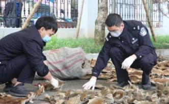 浙江破获一起非法捕猎、贩卖野生动物案，查获毛皮近五千张