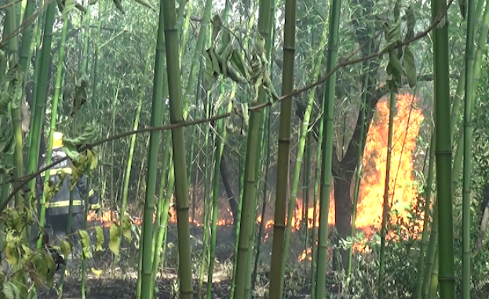 独居大爷放火引燃竹林：想驱赶毒蛇蚊虫