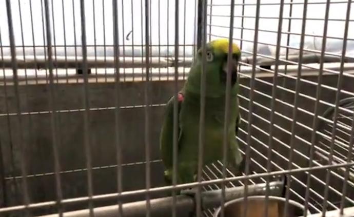 被“罰沒”的野生動(dòng)物去了哪里？動(dòng)物園里安新家