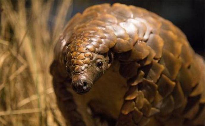 穿山甲保护升级背后：因“食药之用”被大量捕杀，种群锐减