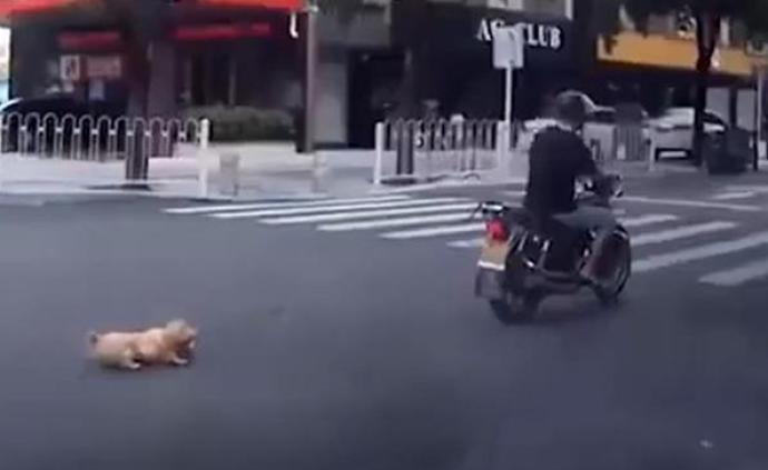 男子将小狗绑摩托车拖行百米 珠海警方 正调查 小狗被收养 直击现场 澎湃新闻 The Paper