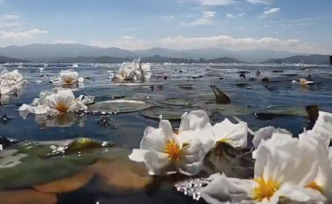 云南洱海又见“水质风向标”——海菜花