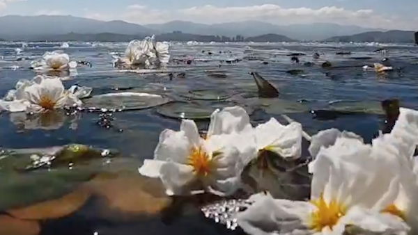 云南洱海又见“水质风向标”——海菜花