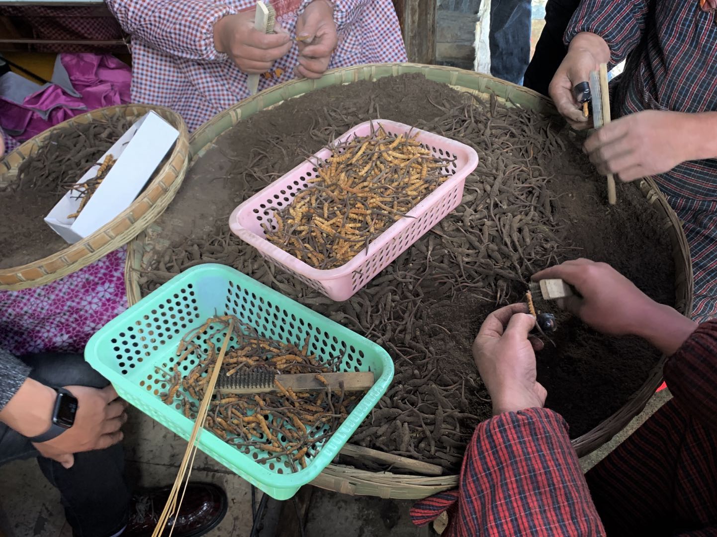 探访因冬虫夏草致富的小镇 新冠疫情下 虫草价格未增反降 直击现场 澎湃新闻 The Paper