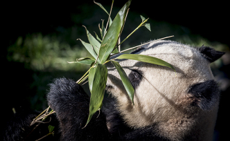 早安·世界｜旅居丹麦大熊猫星二爬2米栏杆“离家出走”