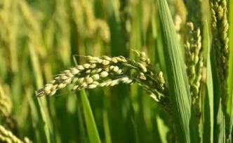 中国第八大沙漠试种旱稻，初步测算亩均纯收入可达万元