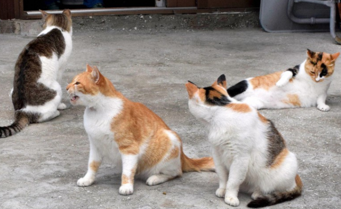 日本“猫岛”60多只猫意外死亡，八旬老人涉嫌投毒被起诉_全球速报_ 