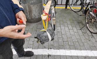 “有灵性”，上海闹市现挑担卖龟，市农委：如查获将追查源头
