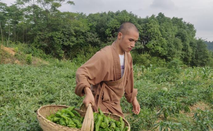 疫情期间菜种多了，武汉寺庙喊话网友摘菜3小时后“求饶”