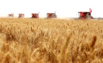 冬小麦单产连破纪录，专家：科研意义更大，平均亩产仅一半
