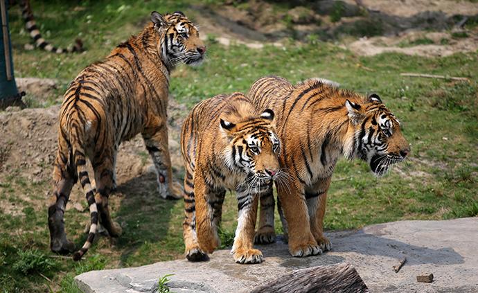 国家公园丨东北虎豹国家公园用科技守护生态点亮虎豹回家路