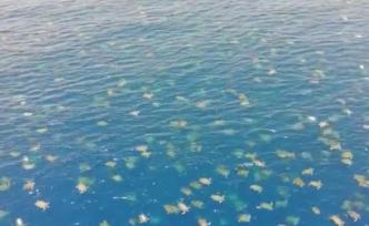 壮观！澳洲六万只海龟聚集等待上岸产卵