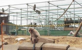 猴子出逃记：日本一动物园70只猕猴集体逃跑
