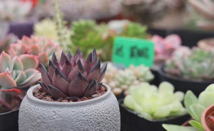 返乡的年轻人｜多肉植物养出产值3000万