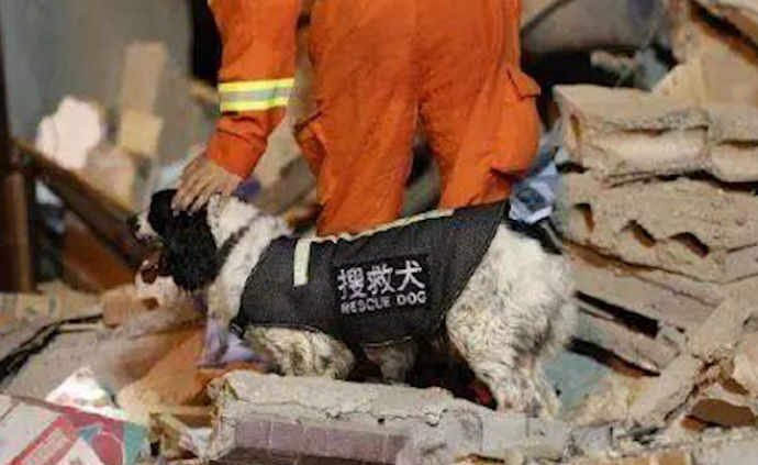 搜救犬參與槽罐車爆炸救援受傷,包扎后繼續戰斗